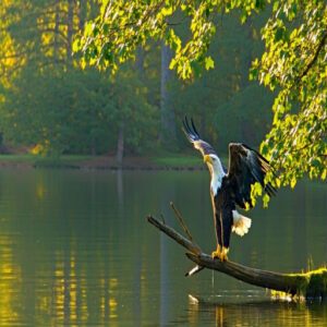 Identifying Bald Eagles in The Wild