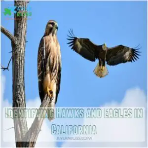 Identifying Hawks and Eagles in California