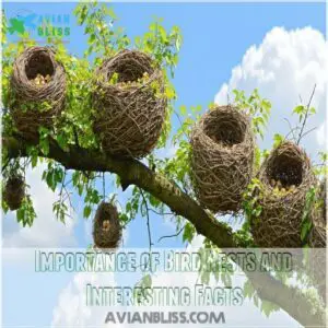 Importance of Bird Nests and Interesting Facts