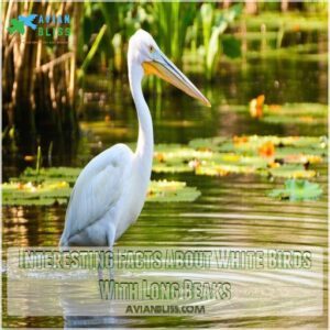 Interesting Facts About White Birds With Long Beaks