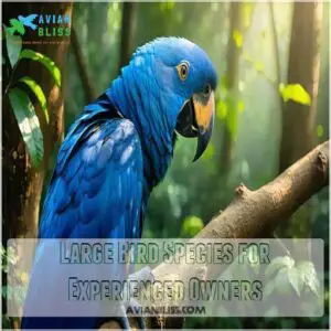 Large Bird Species for Experienced Owners