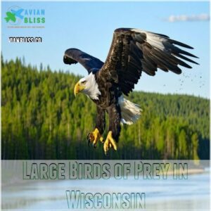 Large Birds of Prey in Wisconsin