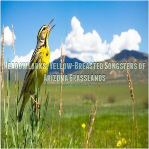 Meadowlarks: Yellow-Breasted Songsters of Arizona Grasslands