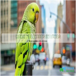 Monk Parakeets in Texas