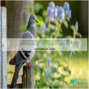 Mourning Dove (Zenaida