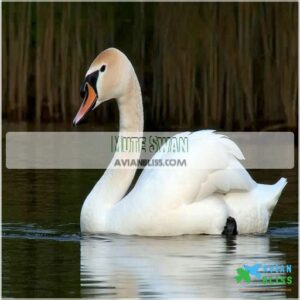 Mute Swan