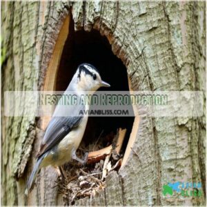 Nesting and Reproduction