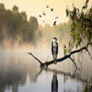 Osprey Habitat and Behavior