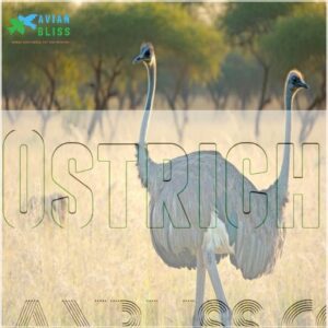 Ostrich