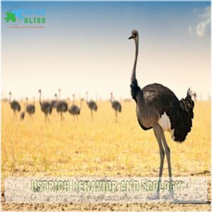 Ostrich Behavior and Ecology