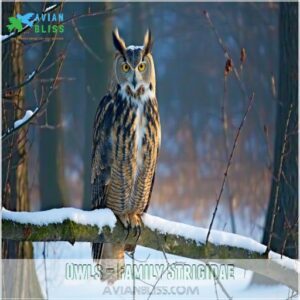 Owls – Family Strigidae