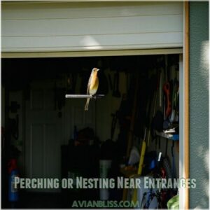 Perching or Nesting Near Entrances