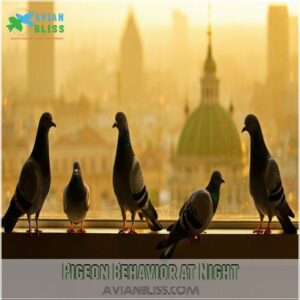 Pigeon Behavior at Night