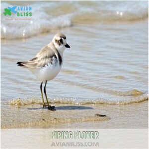 Piping Plover