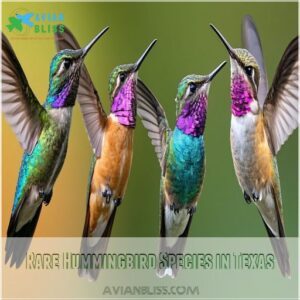 Rare Hummingbird Species in Texas