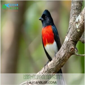 Red-breasted Chat