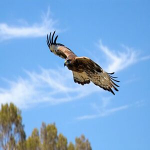 Red-Tailed Hawk Appearance and Size