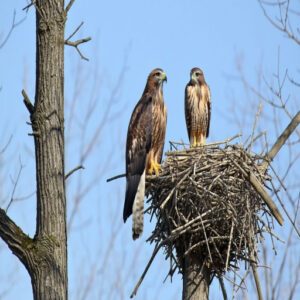 Red-Tailed Hawk Nesting, Reproduction, and Conservation