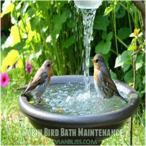 Robin Bird Bath Maintenance