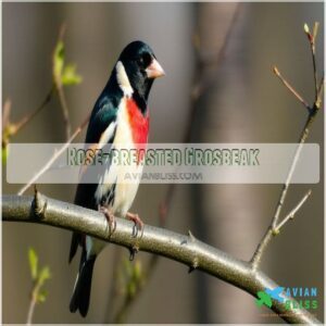 rose breasted grosbeak