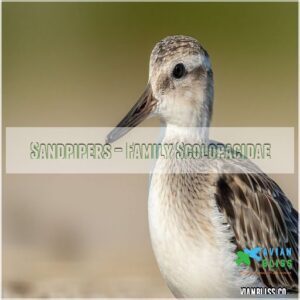 Sandpipers – Family Scolopacidae