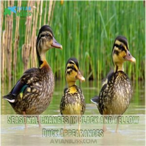 Seasonal Changes in Black and Yellow Duck Appearances