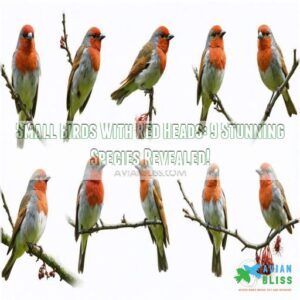 small birds with red head