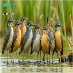 Small Water Birds in Florida