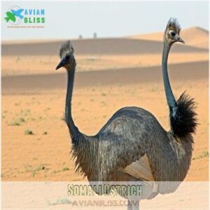 Somali Ostrich