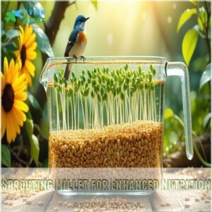 Sprouting Millet for Enhanced Nutrition