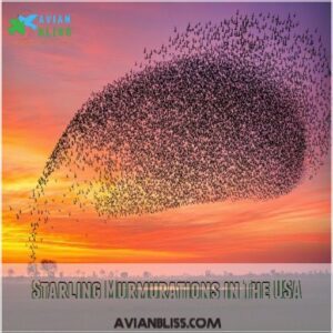 Starling Murmurations in The USA