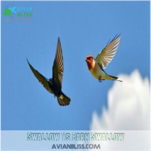 Swallow Vs Barn Swallow