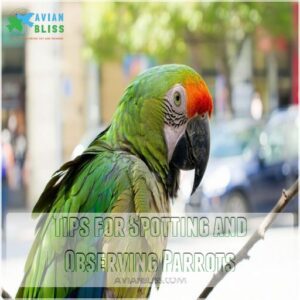 Tips for Spotting and Observing Parrots