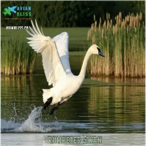 Trumpeter Swan