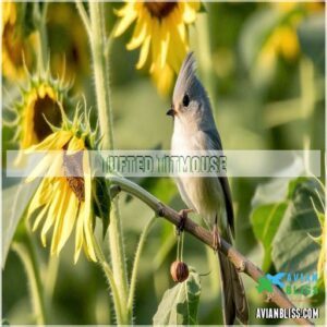 Tufted Titmouse