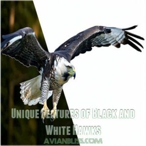 Unique Features of Black and White Hawks