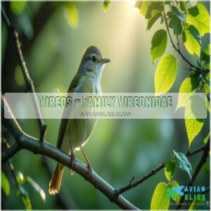 Vireos – Family Vireonidae