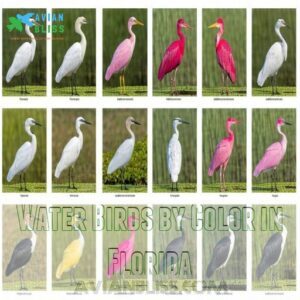 Water Birds by Color in Florida