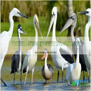 Water Birds in Central Florida