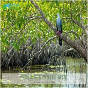 White-Crowned Pigeon