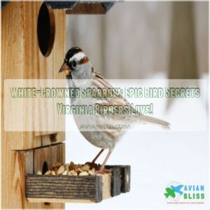 white crowned sparrow