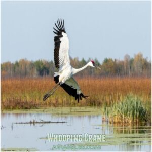 Whooping Crane