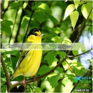 Wilsons Warbler