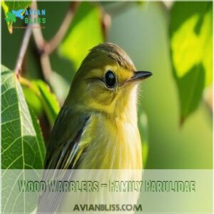 Wood Warblers – Family Parulidae