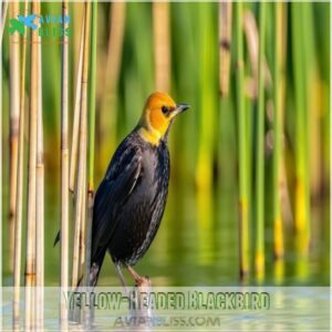 Yellow-Headed Blackbird