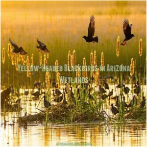 Yellow-Headed Blackbirds in Arizona Wetlands