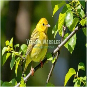 Yellow Warbler