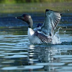 Adaptations for Diving Birds