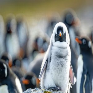 Adelie Penguin Babies