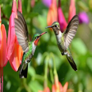 Aerial Chasing and Dive Bombing